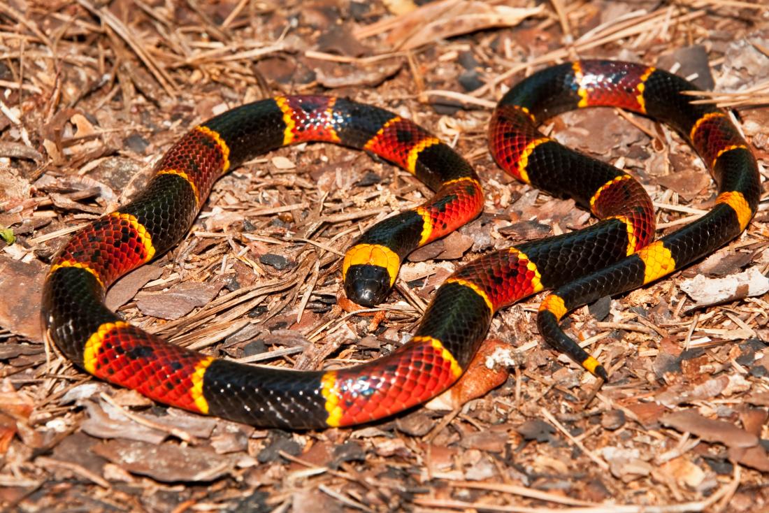 can a dog survive a coral snake bite
