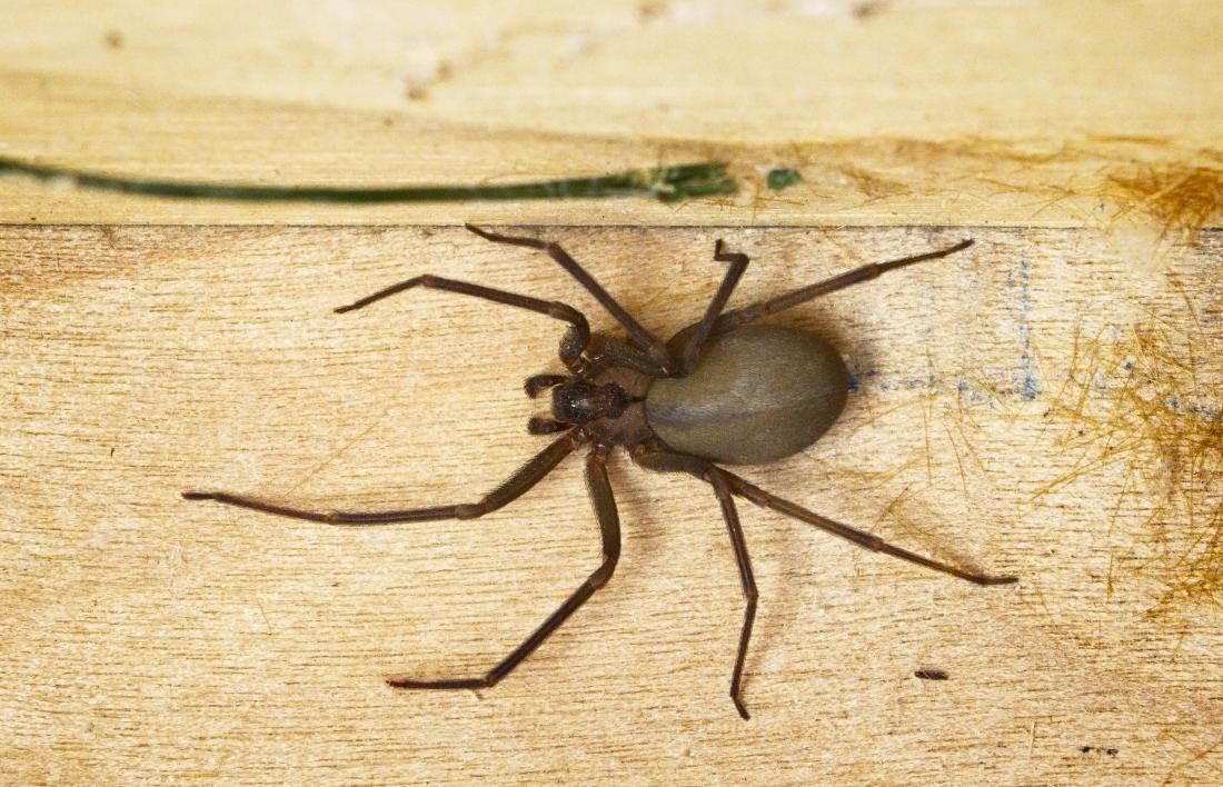 wolf spider brown recluse