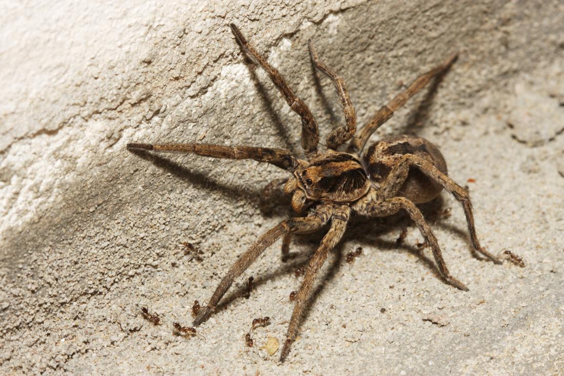 Dark Brown Wolf Spider