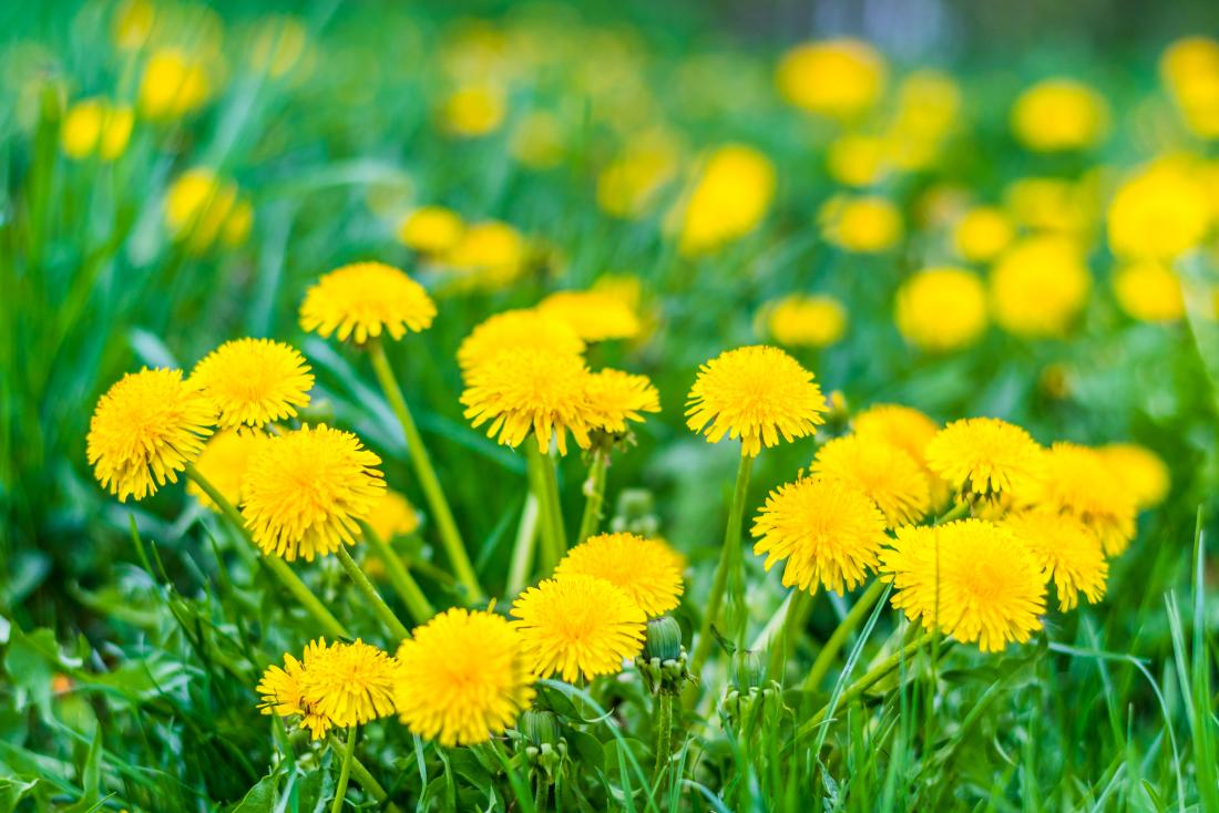 Dandelion: Health benefits, research, and side effects