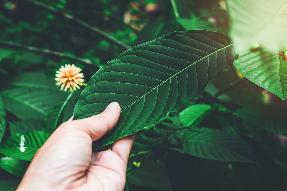 Is kratom safe? Risks and effects