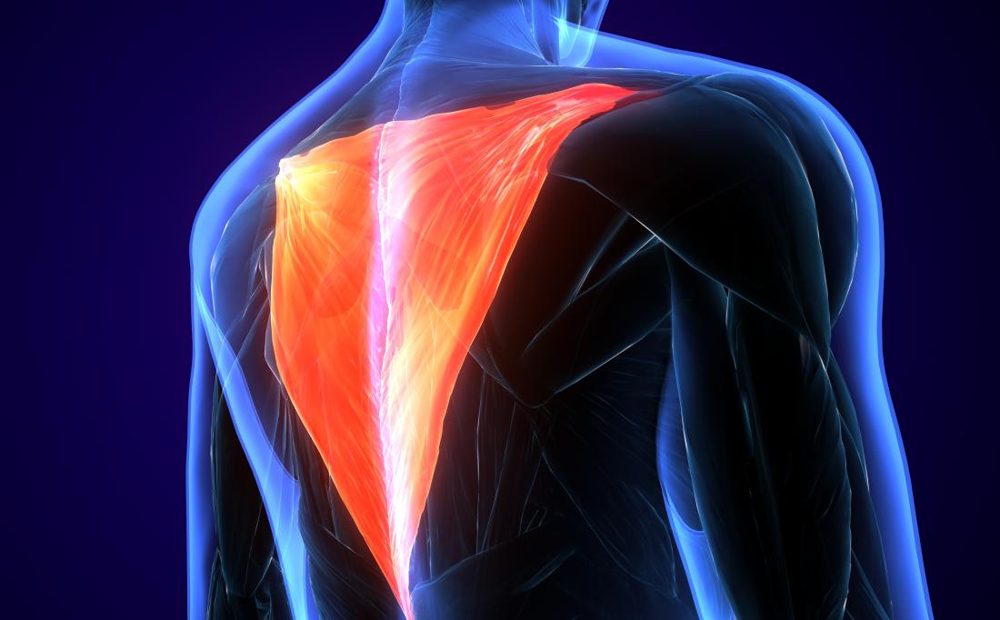 The trapezius muscle is part of the upper back.