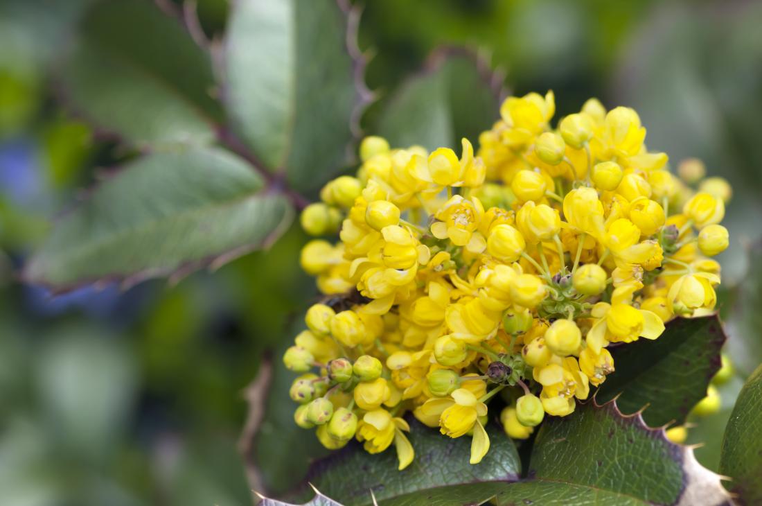 Mahonia aquifolium herbal remedy for psoriasis