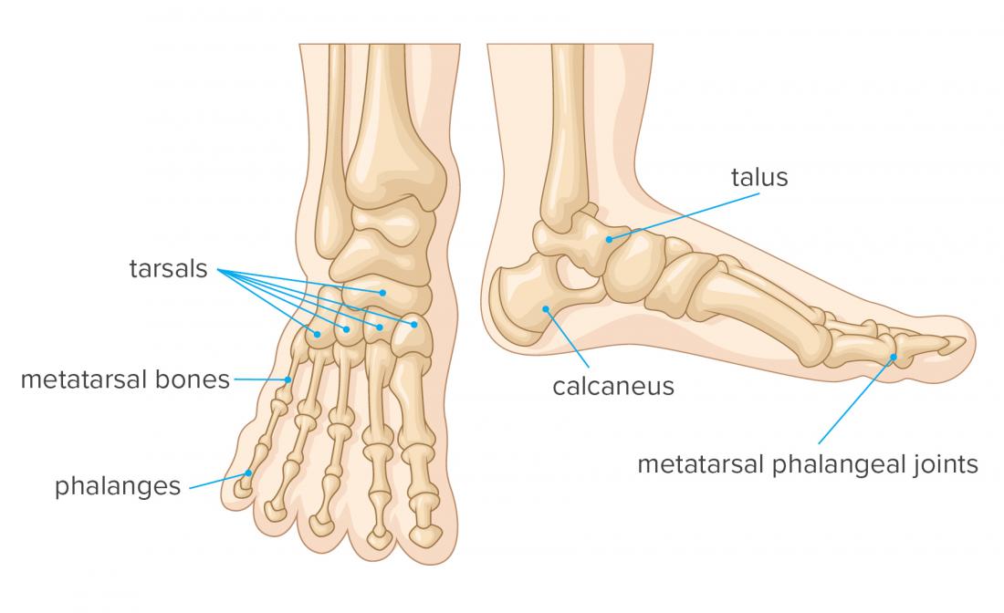 Human Foot Bone Anatomy