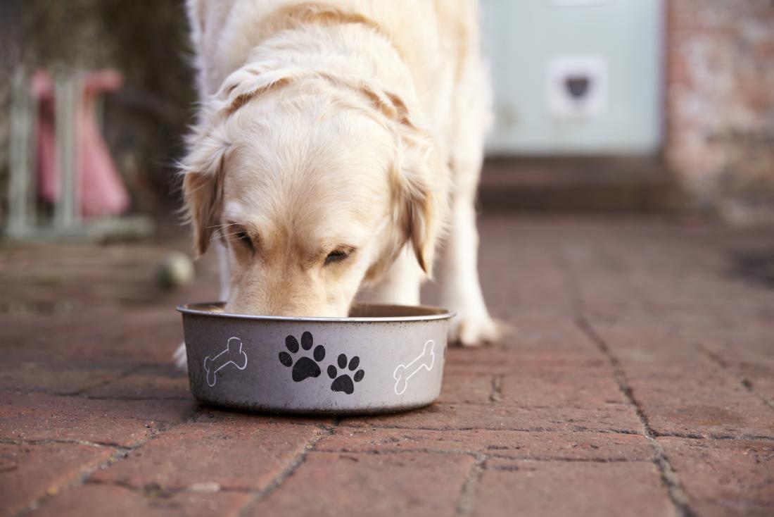 what foods are bad for dogs