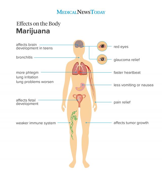 Effects Of Marijuana On The Body