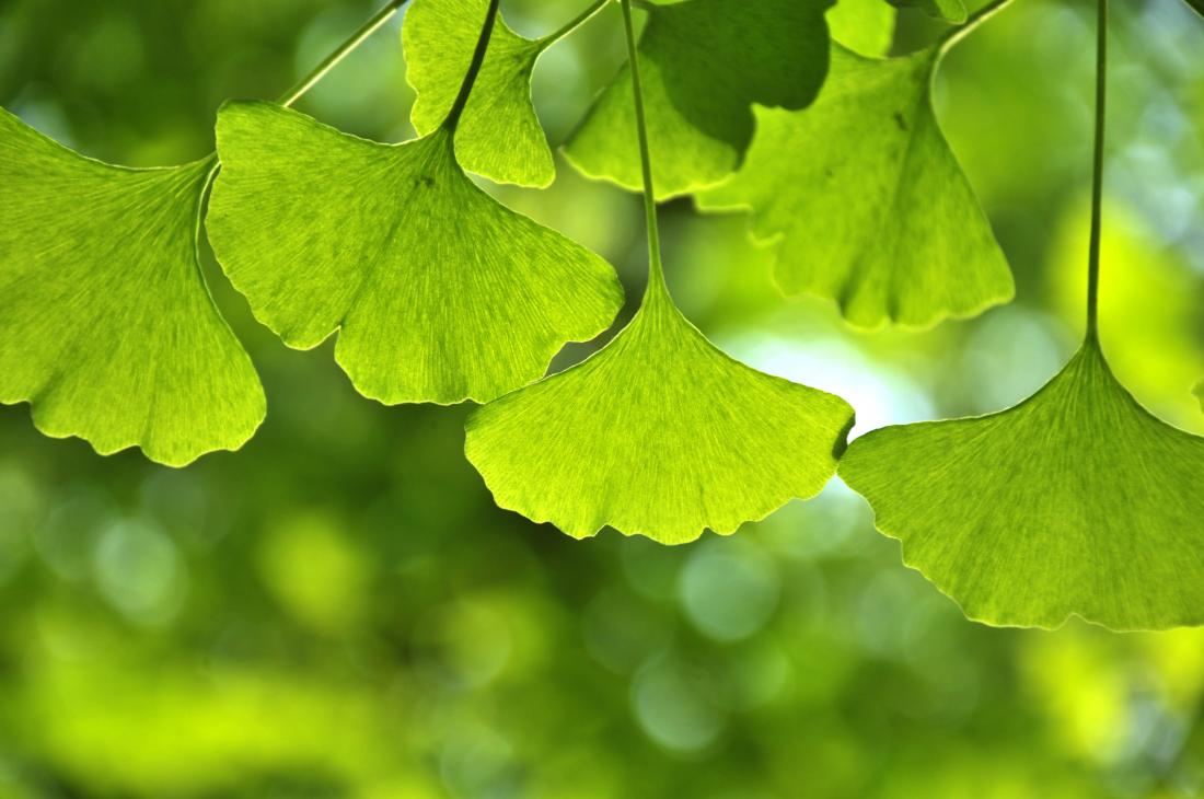 Ginkgo seeds may help keep skin blemish free but there s a catch