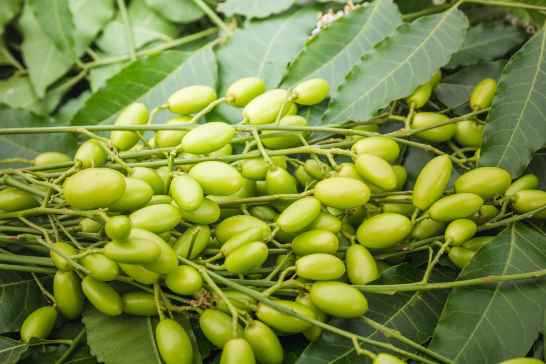 Neem: Benefits, risks, and how to use