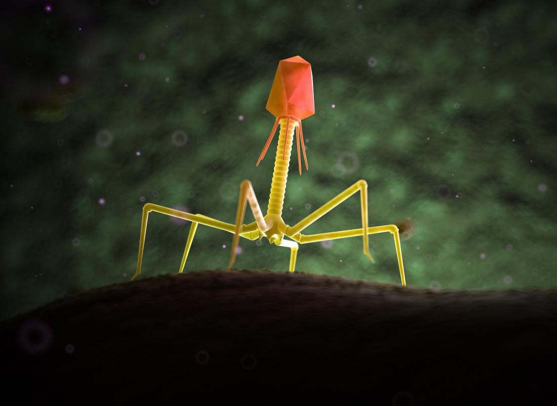 Bacteriophages are viruses that infect bacteria but are harmless