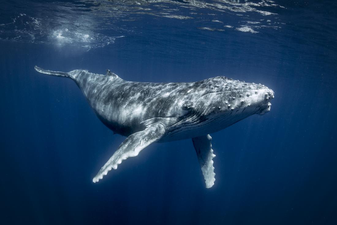 Why don't whales develop cancer, and why should we care?