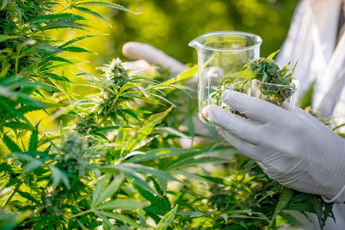 researcher collecting cannabis leaves