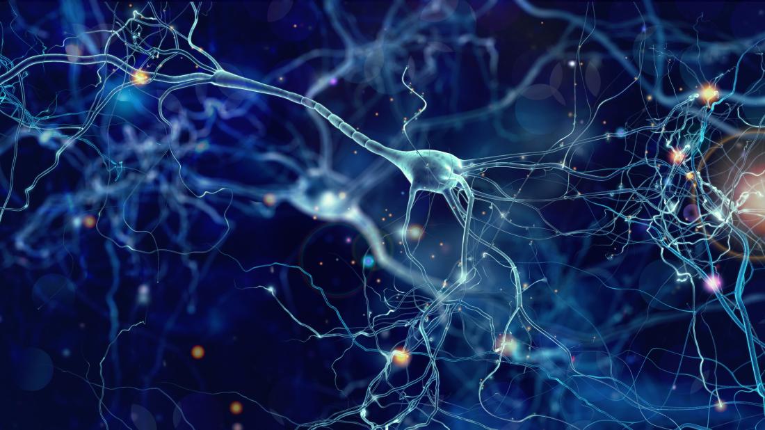 neurons
