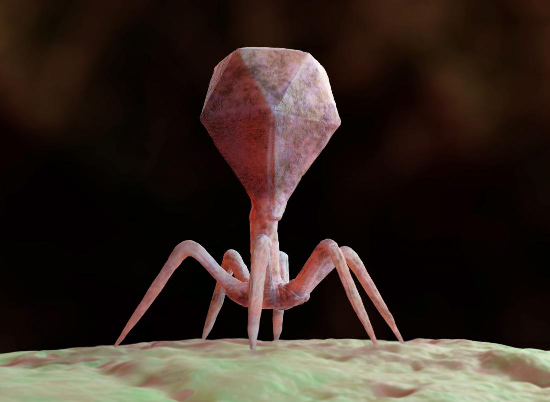 Bacteriophage illustration