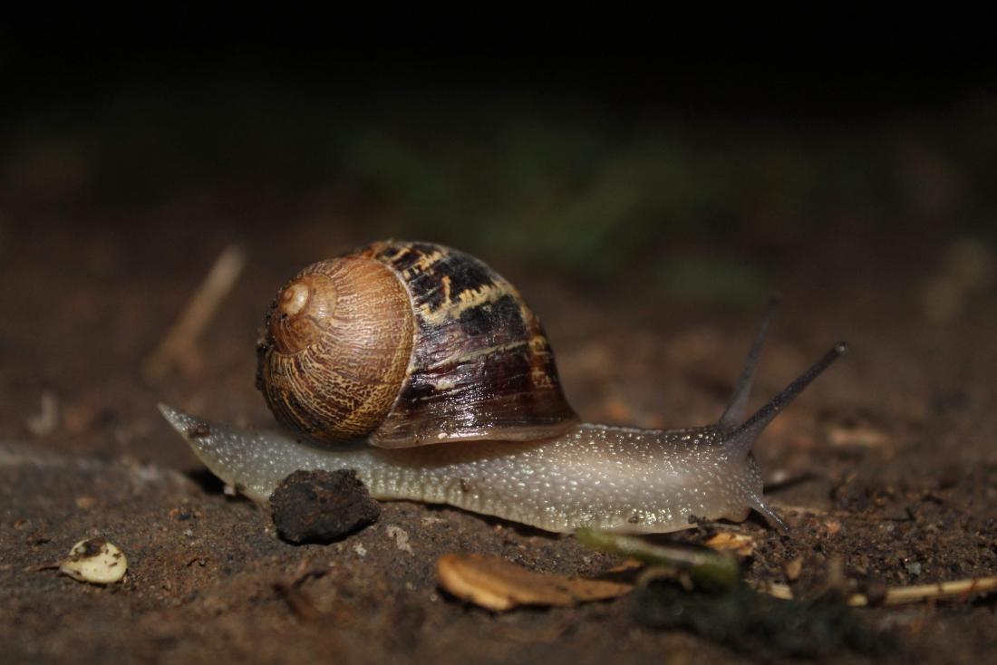 Garden snails may have secret weapons against aggressive bacteria