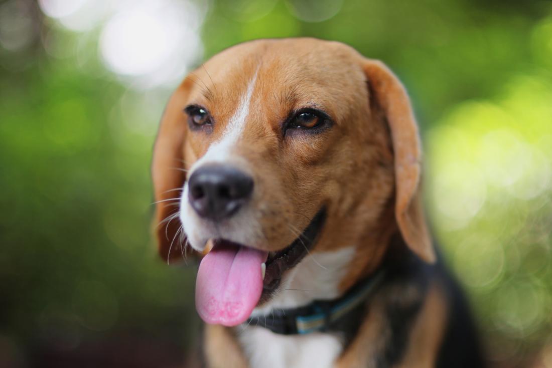 close up of beagle