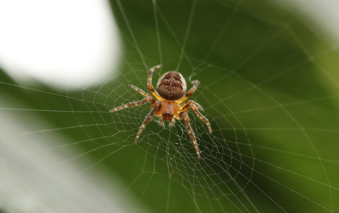 spider on a web