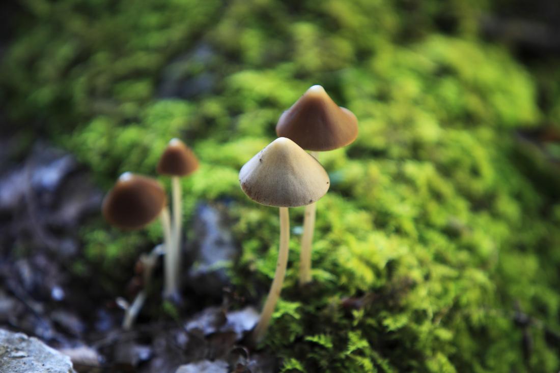 Flying Saucers Mushroom