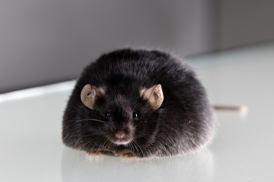 Gene editing obese lab mouse