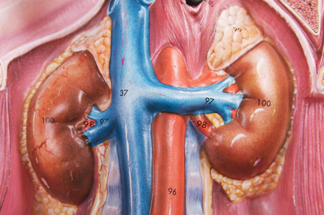Kidney anatomy model