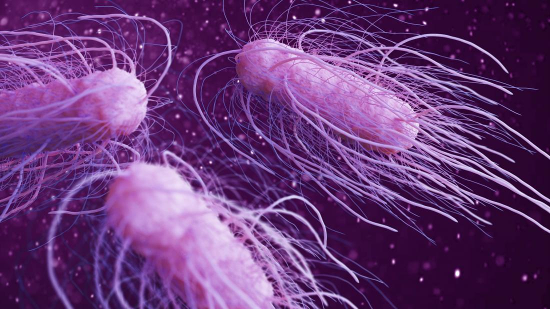 salmonella illustration