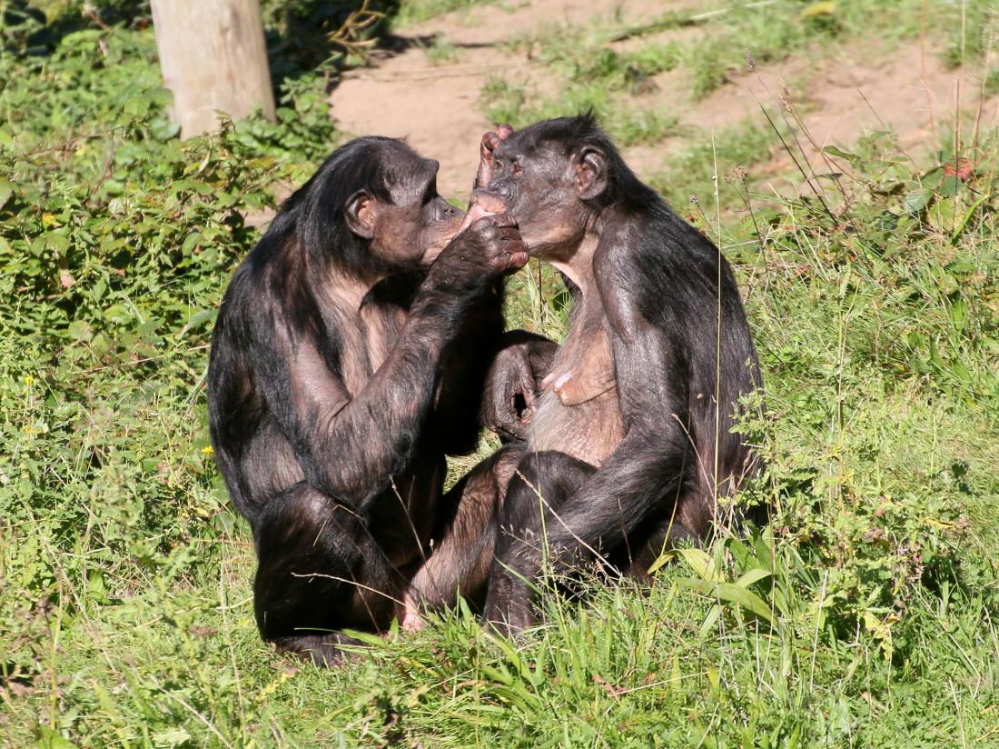 1100px x 824px - Why do female bonobos have more sex with each other than with males?