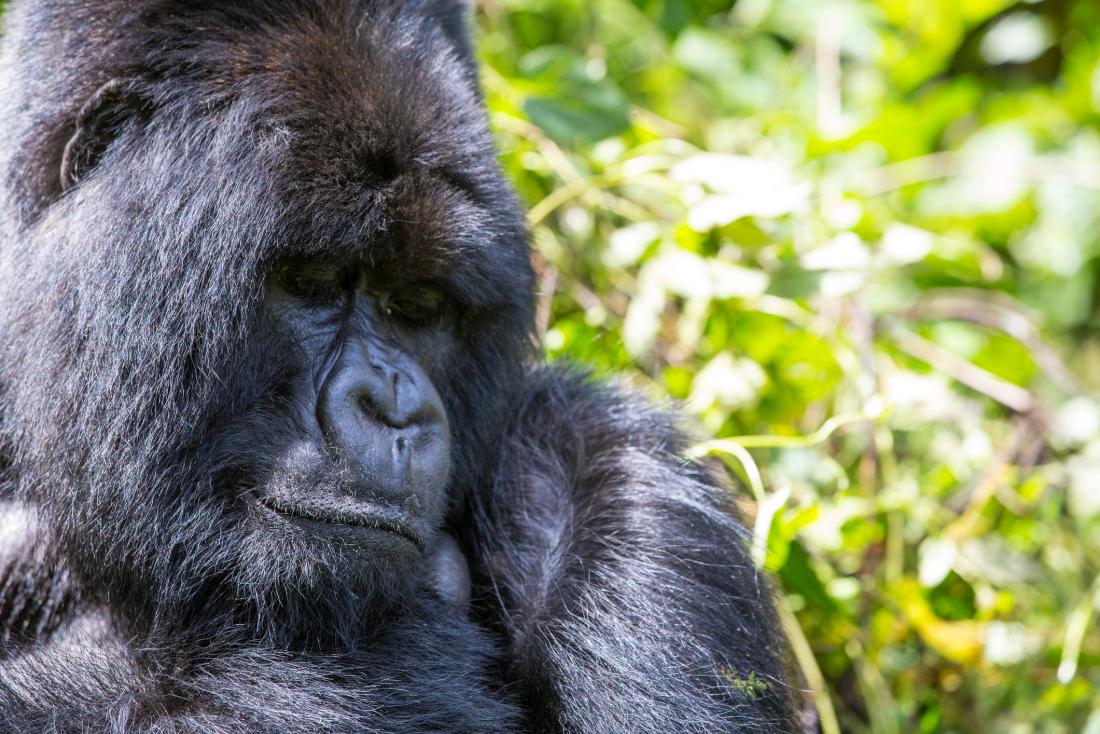 Rare sightings suggest mountain gorillas may delight in water play