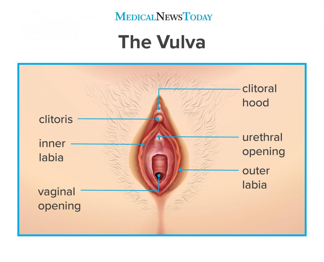 Infographic of the vulva showing the clitoral hood
