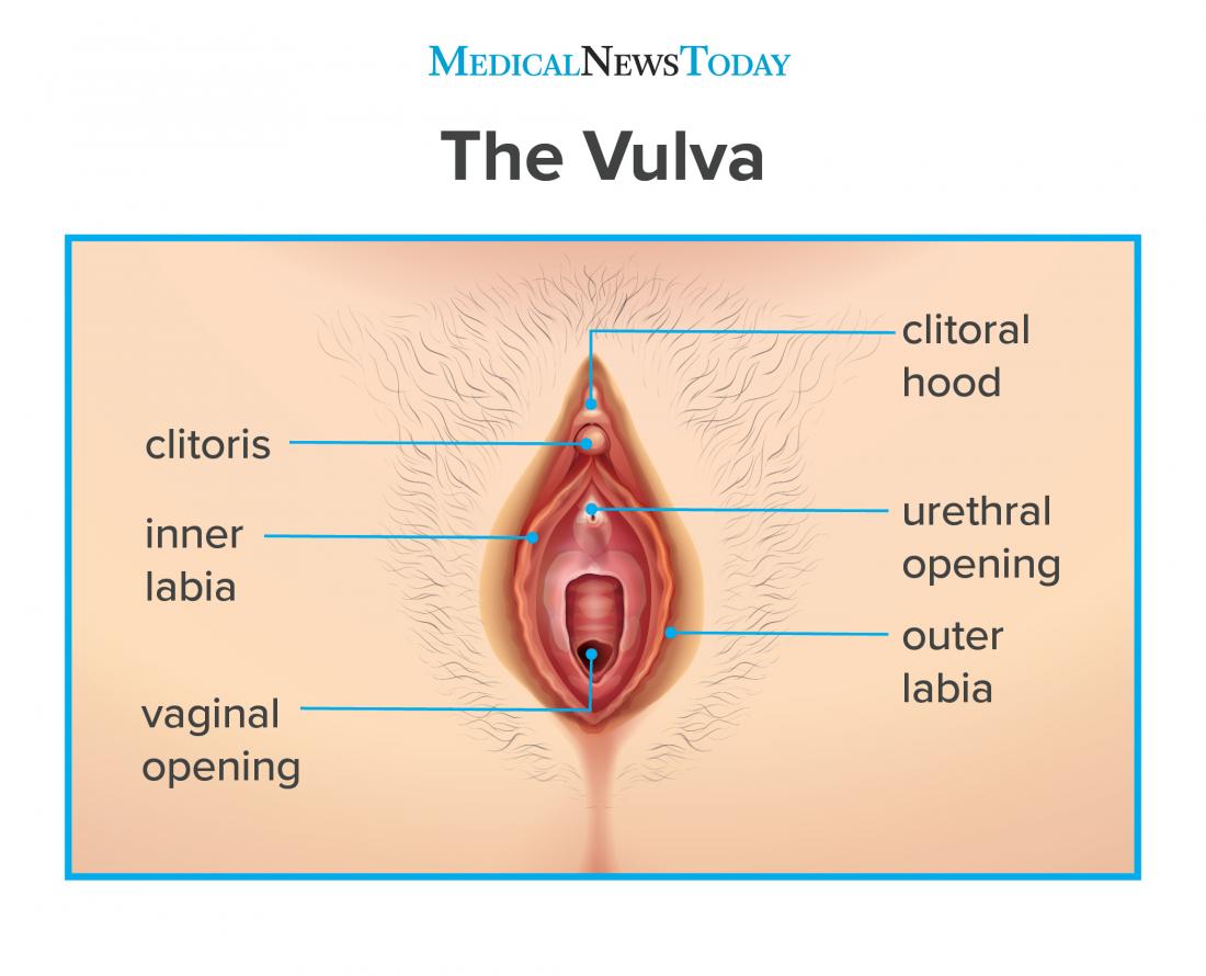 Infográfico da vulva mostrando a capa do clitóris