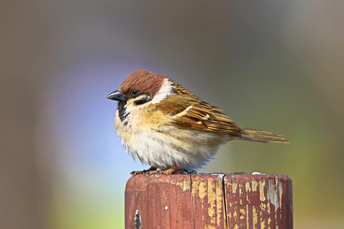 Birds Campestre Al Gov Br   Sparrow On A Stump 