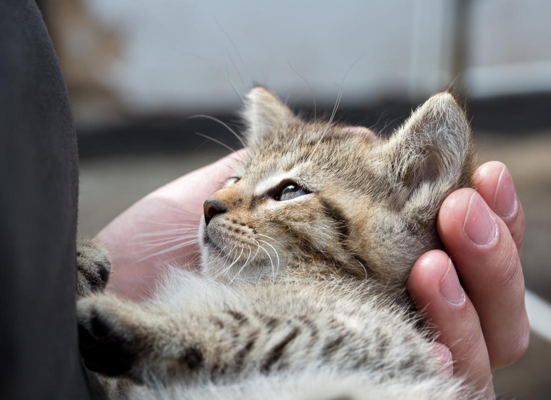 kittens with babies