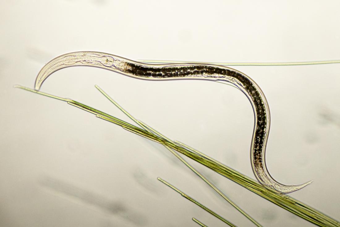 New three-sexed roundworm species has 'extreme arsenic resistance'