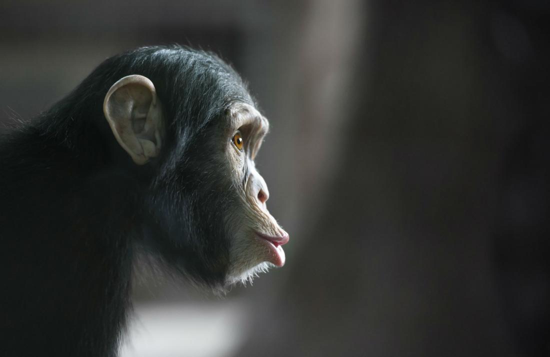 chimp