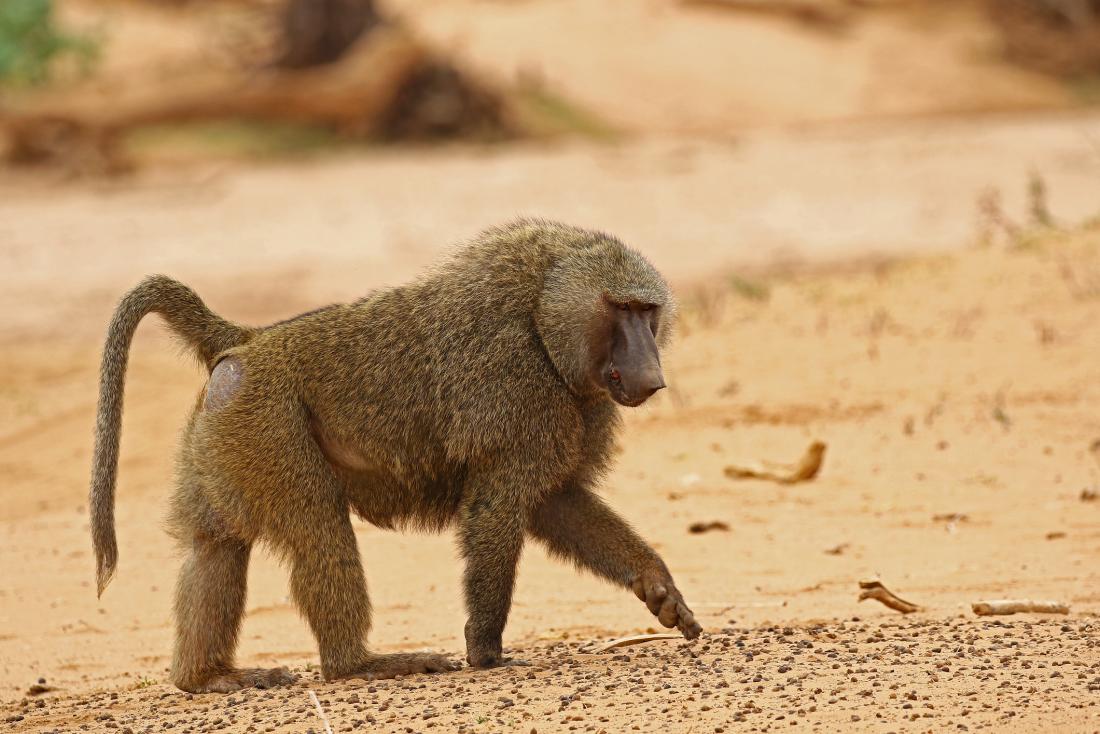 photo of baboon in the wild