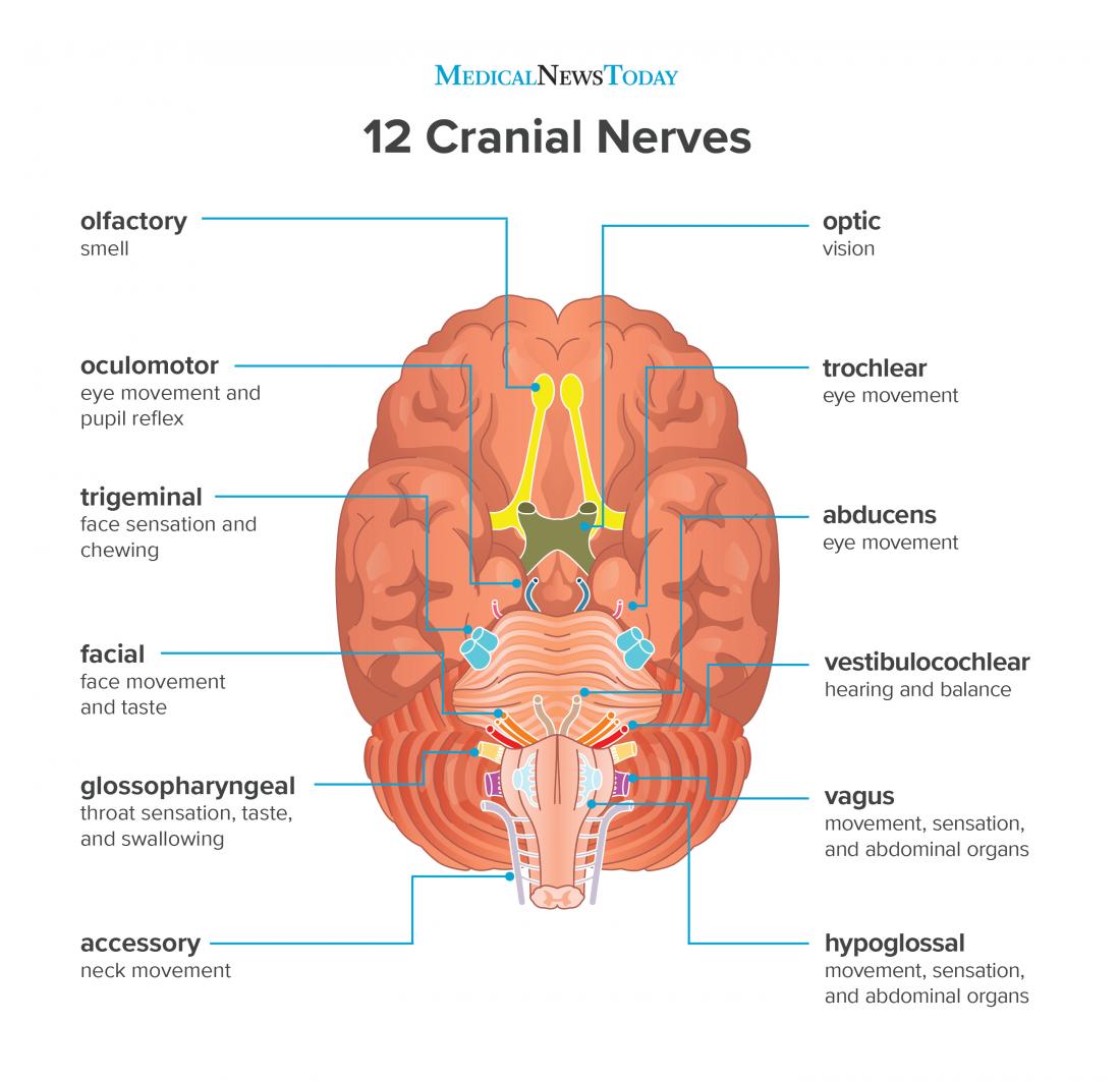 What are the 12 cranial nerves? Functions and diagram