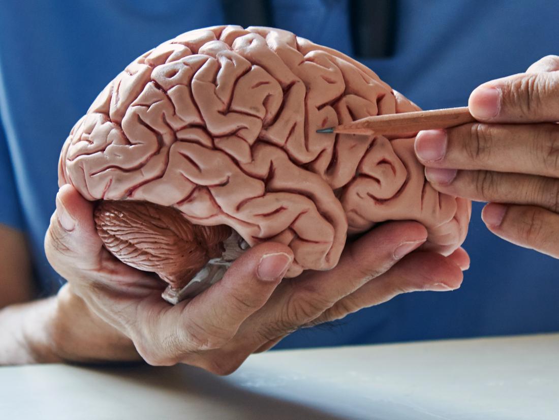 a person pointing to neurotransmitters on a model of a brain. 