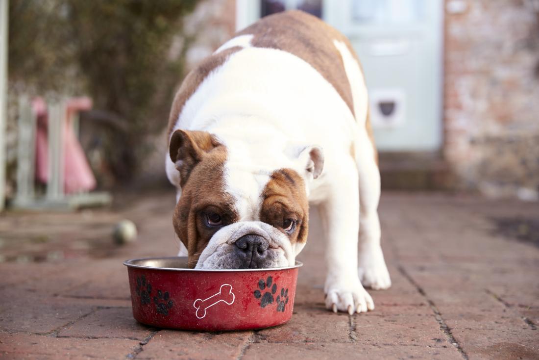 how long can a dog go without eating food