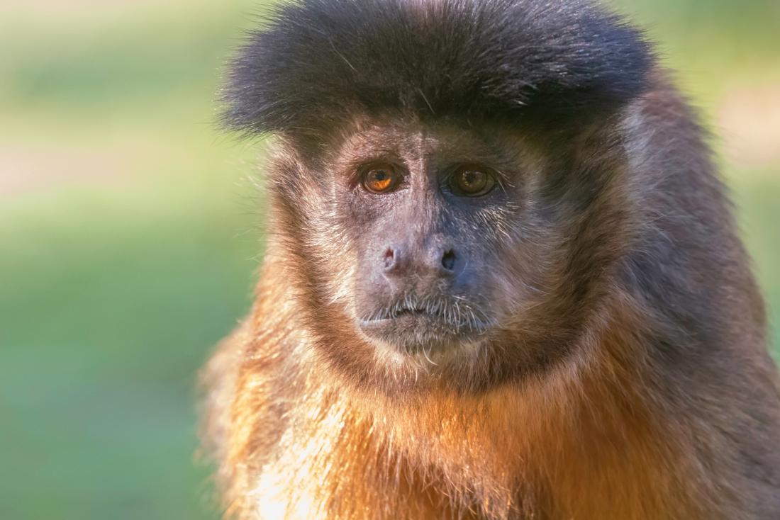 Rising monkey and pig populations pose human disease risk