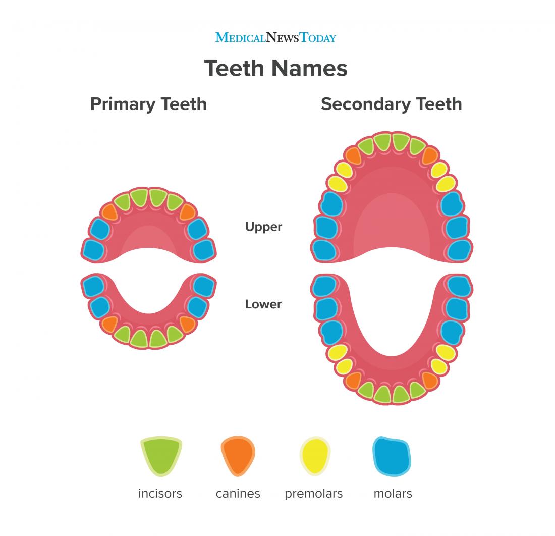 Teeth names: Diagram, types, and functions