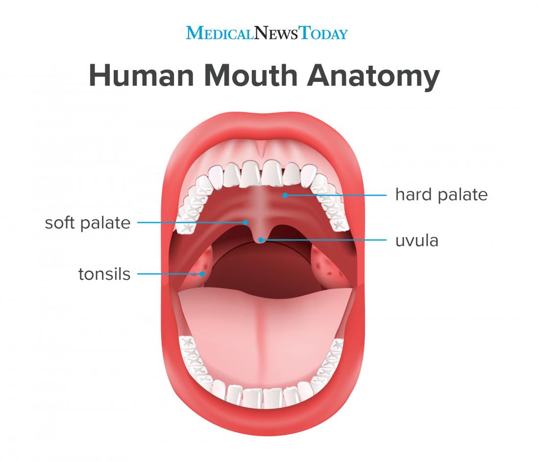 hard and soft palate diagram