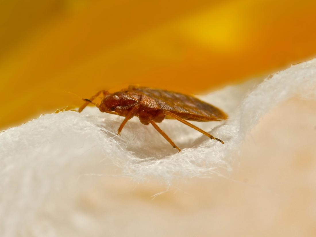 Flea vs. bed bug bites: Identification, other bites, and what to do next