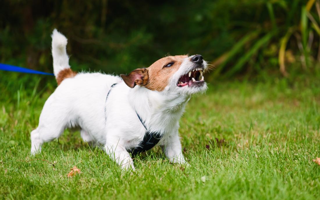 Dog bite infection: Symptoms, treatment, and complications