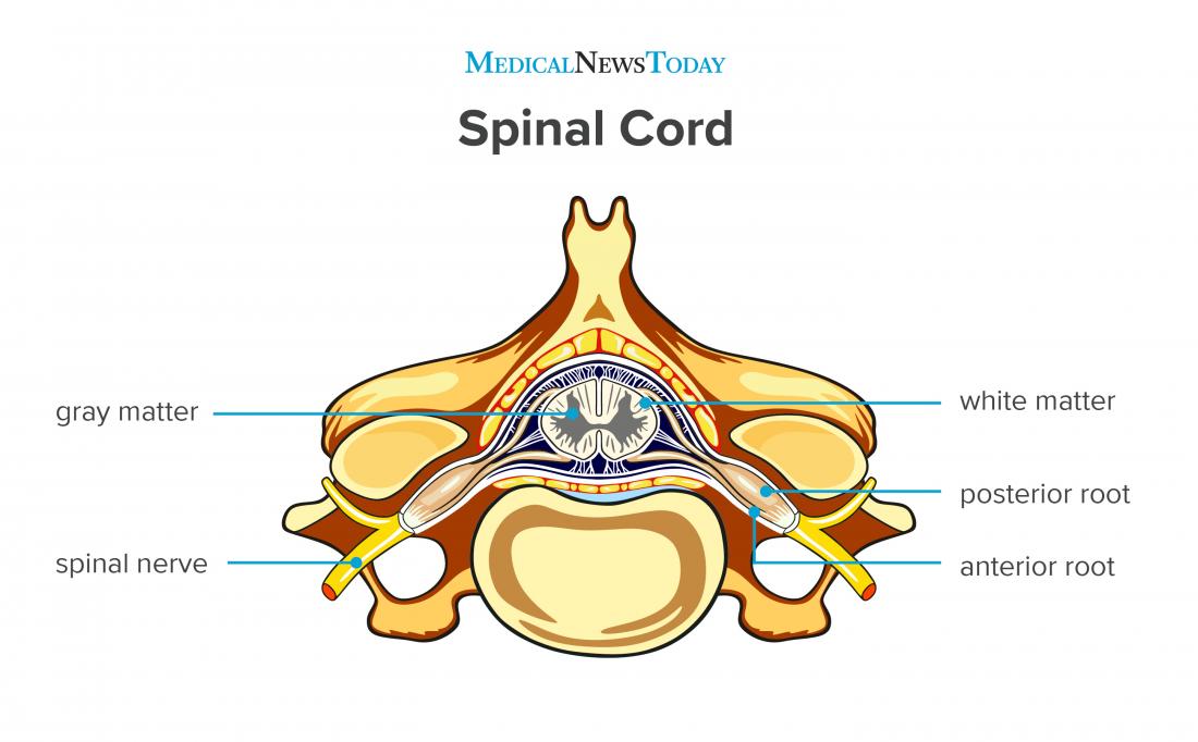 Spinal Cord Diagram Model Spinal Nervous Physiology Biology