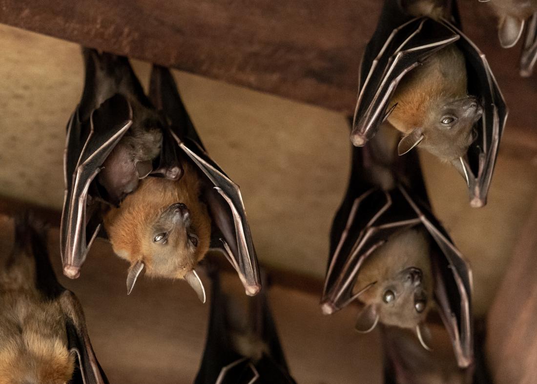 Bats hanging upside down