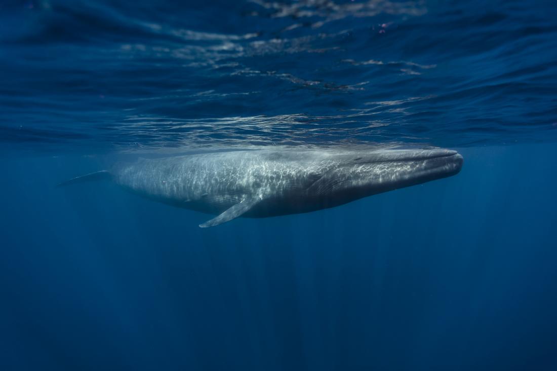 How fast does a blue whale's heart beat?
