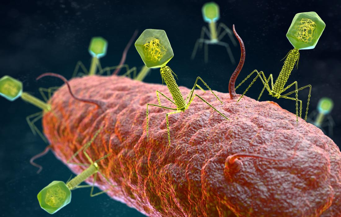 Bacteriophages infecting a bacterium