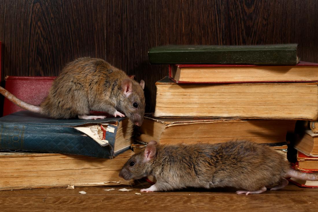 A University of Chicago study found that rats are just as capable of  empathy as humans. : r/Awwducational