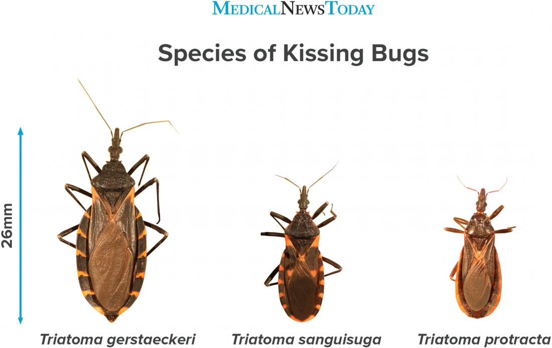 Kissing bug: What to know