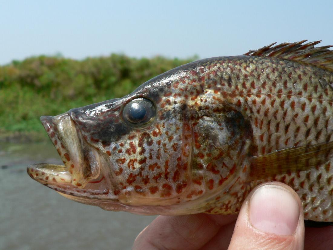 Rare Fish Species List