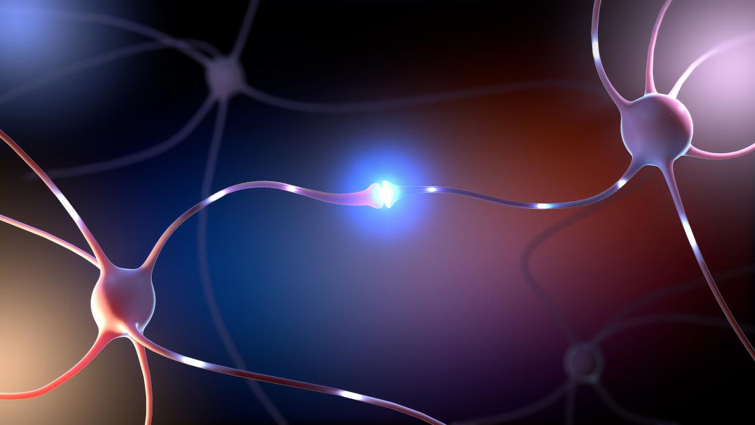 neurons