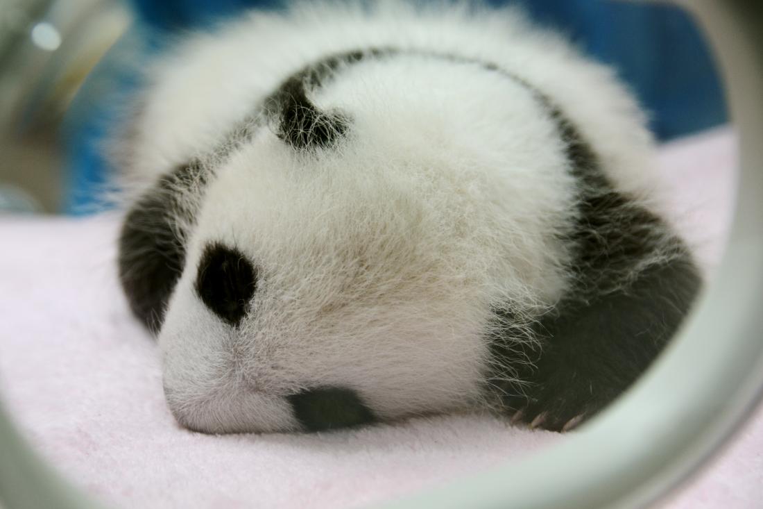 Why are baby pandas so small? Study explores